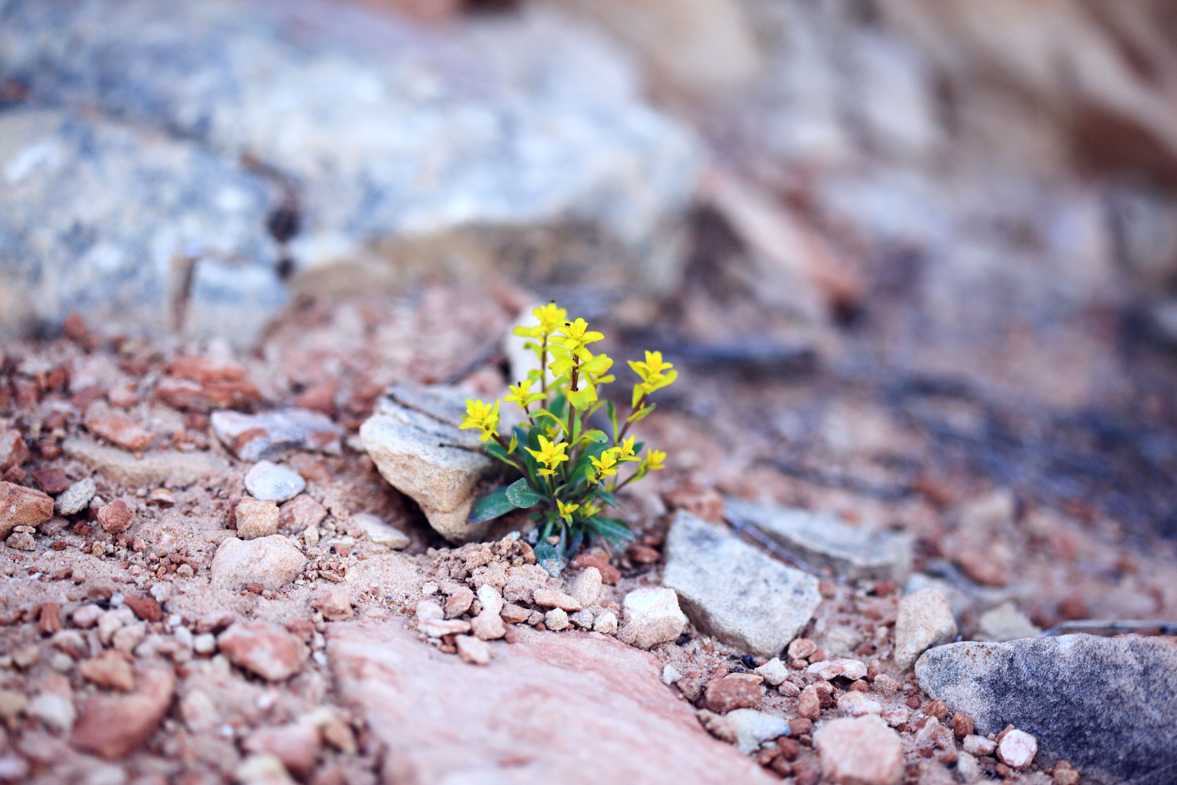 Small yellow flowers growing from stone.